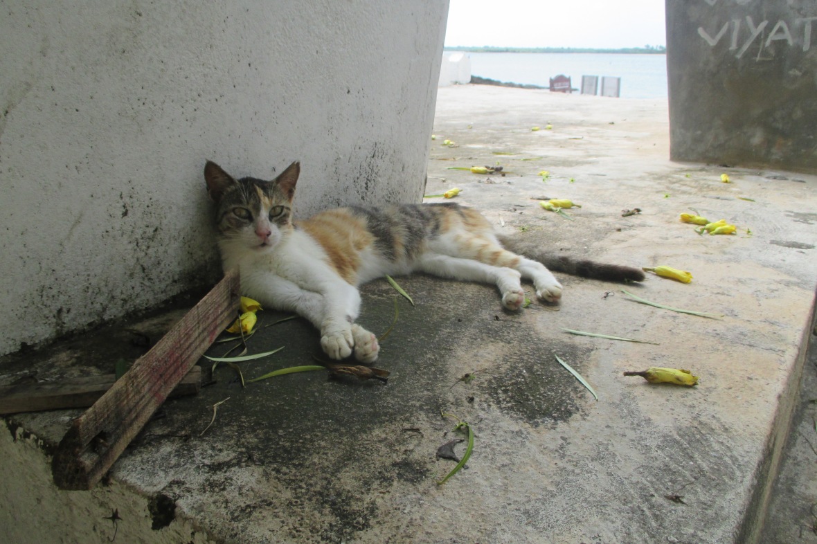Kitty Cat on Lamu Island